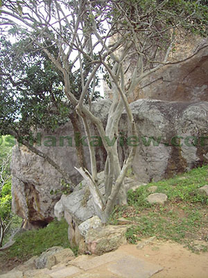 Hatthikucchi Vihara